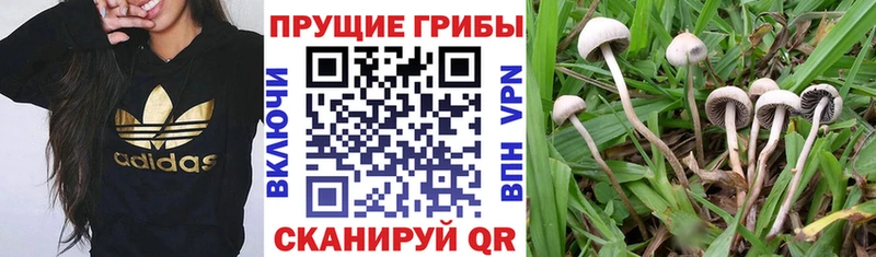 Псилоцибиновые грибы Cubensis  как найти закладки  Майкоп 